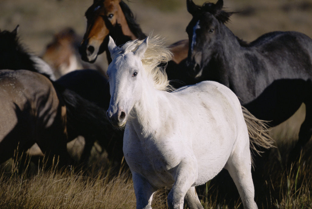 Detail of Wild Mustangs Running in Wyoming by Anonymous