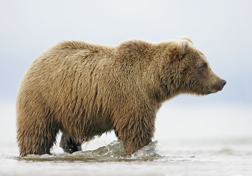 Detail of Shaggy Brown Bear in Stream by Anonymous