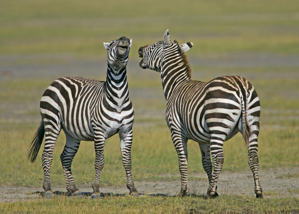 Detail of Pair of Zebras by Anonymous