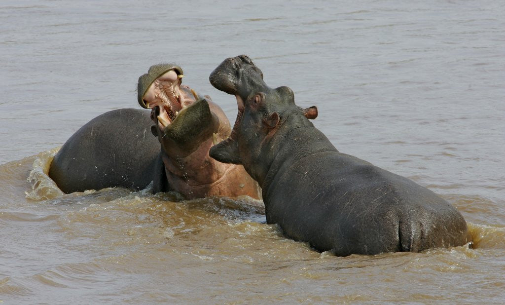 Detail of Two Hippopotami Fighting in Water by Anonymous
