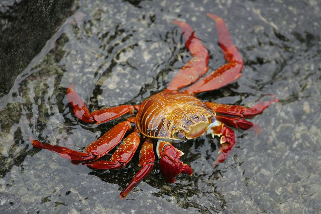 Detail of Sally Lightfoot Crab by Anonymous