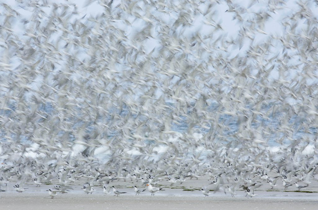 Detail of Flock of Terns by Anonymous
