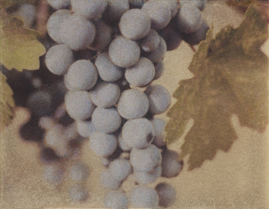 Detail of Cabernet Franc by Jennifer Kennard