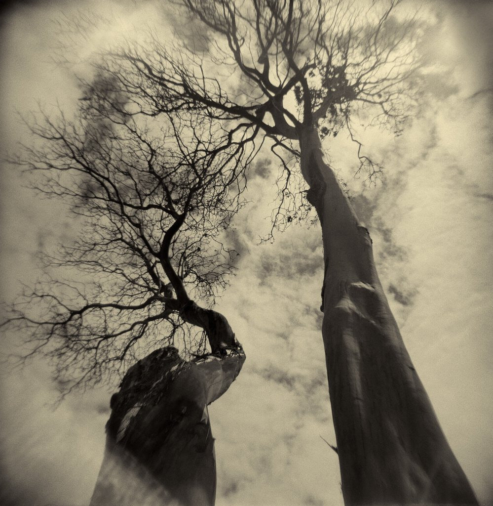 Detail of Madrona Trees by Kevin Cruff