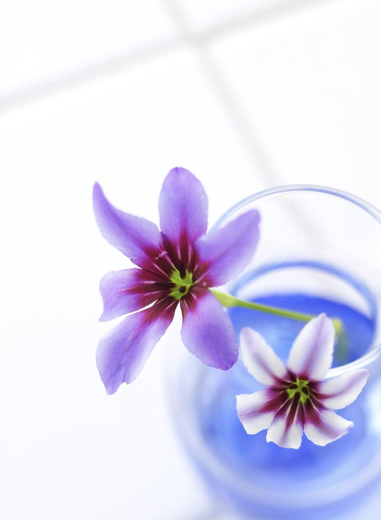 Detail of Cut Flowers in Vase by Corbis