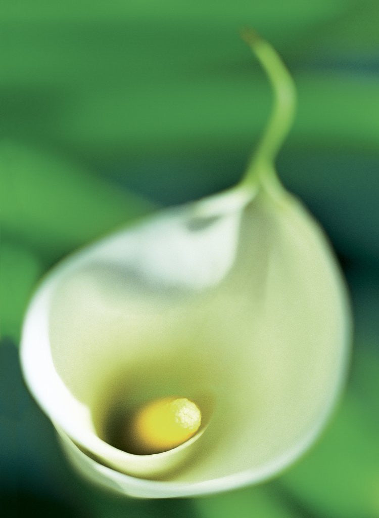 Detail of Calla Lily by Anonymous