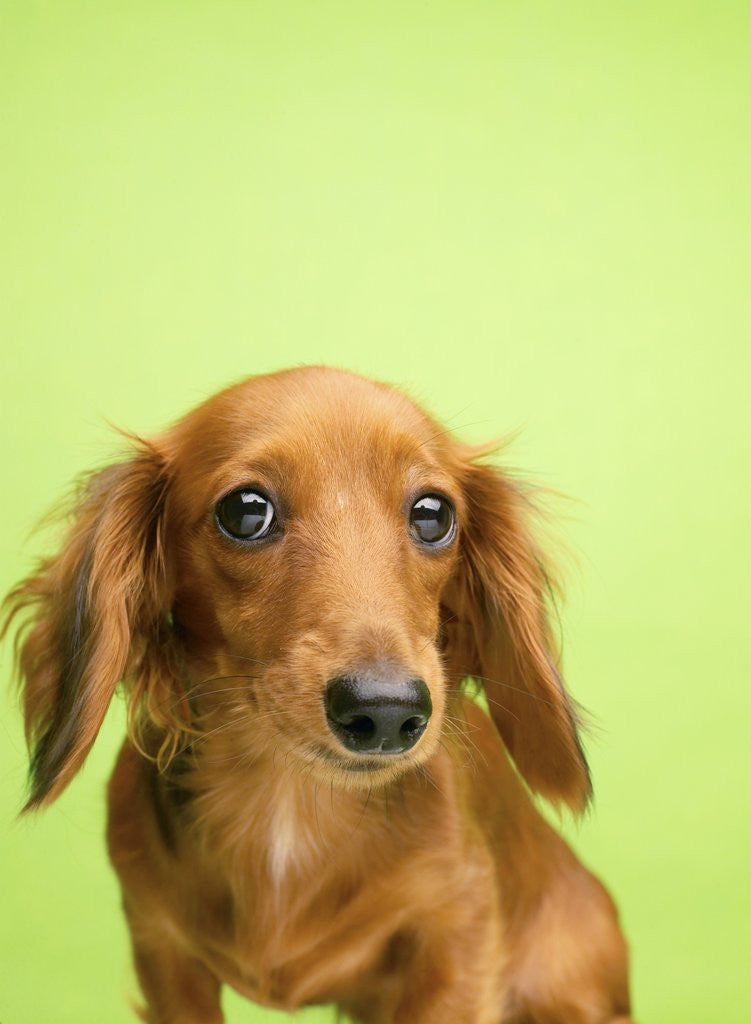 Detail of Adorable Cutey Patooty by Anonymous