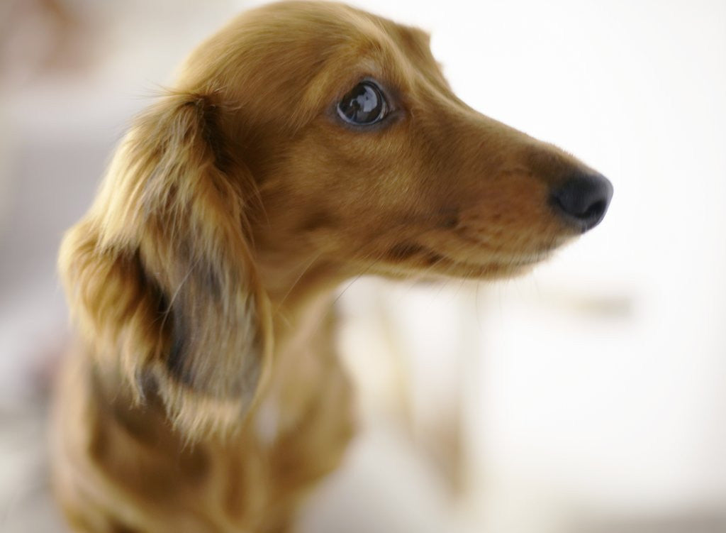 Detail of Dachshund by Anonymous