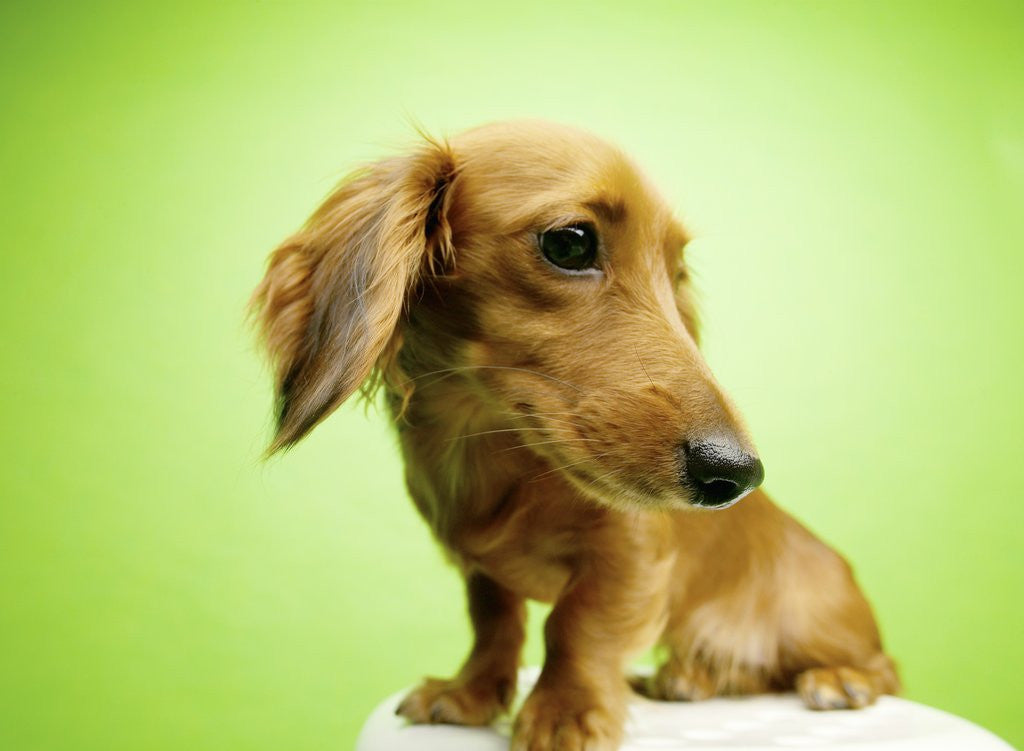 Detail of Cute Dachshund by Anonymous