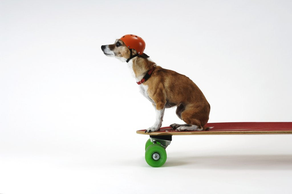 Detail of Chihuahua on a Skateboard by Corbis