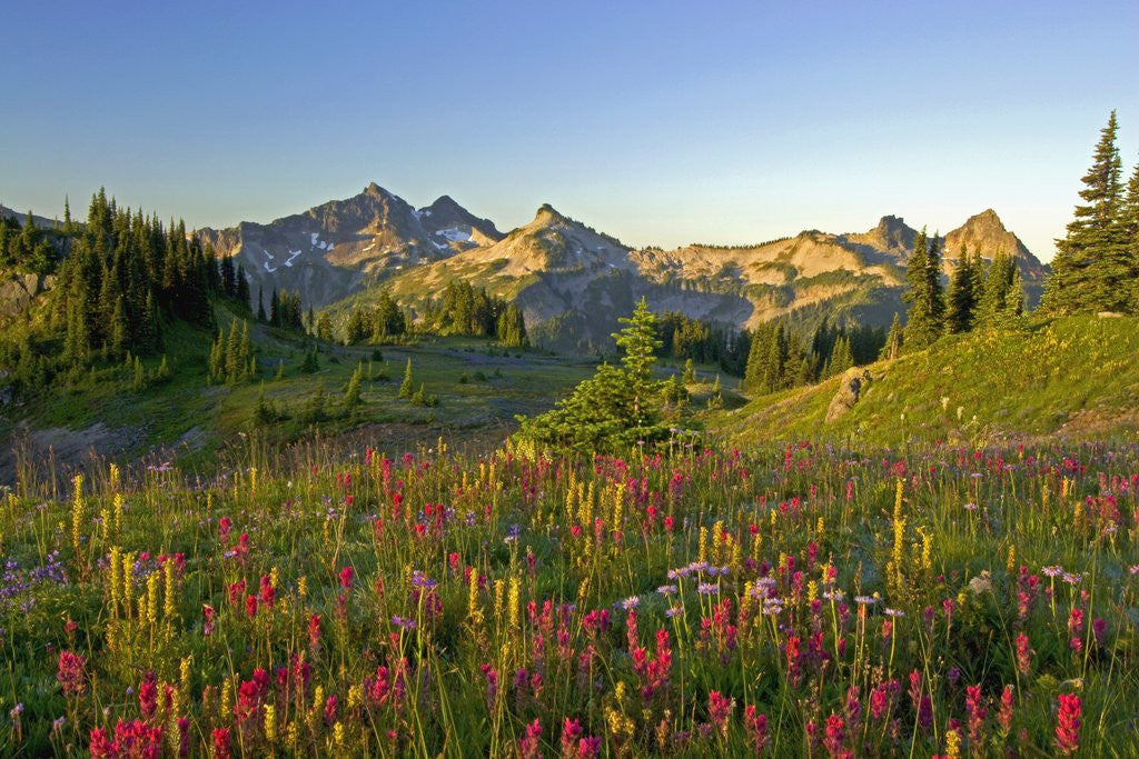 Detail of Wildflowers and Tatoosh Range by Anonymous