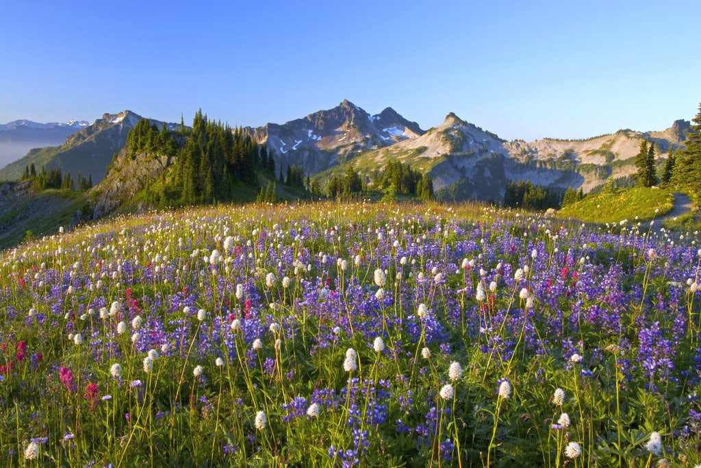 Detail of Wildflowers and Tatoosh Range by Anonymous