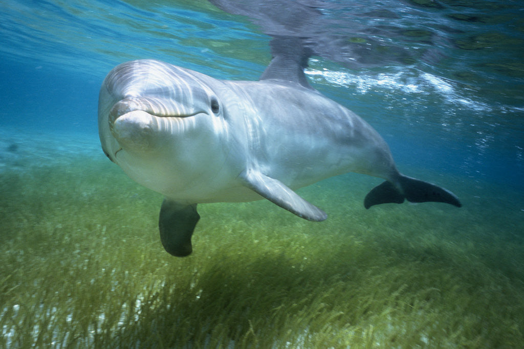 Detail of Bottlenosed Dolphin by Corbis