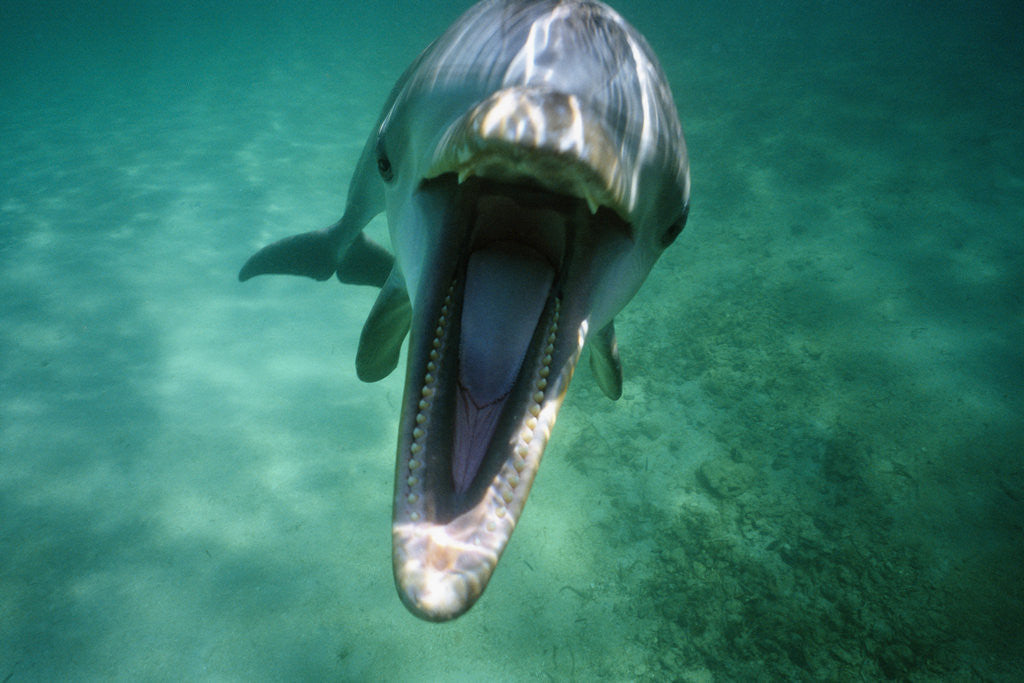 Detail of Bottlenosed Dolphin with Mouth Open by Corbis