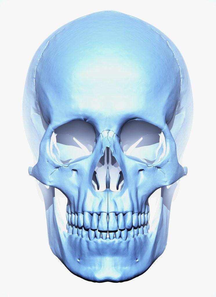 Detail of Skull by Anonymous