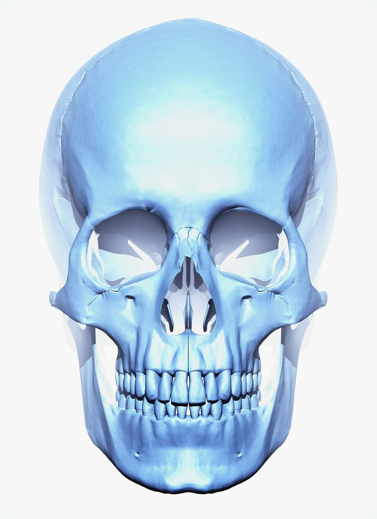 Detail of Skull by Corbis