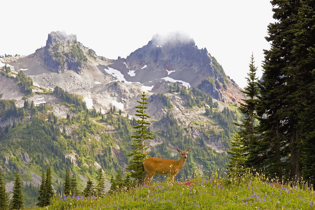 Detail of Deer and Pinnacle Peak by Corbis