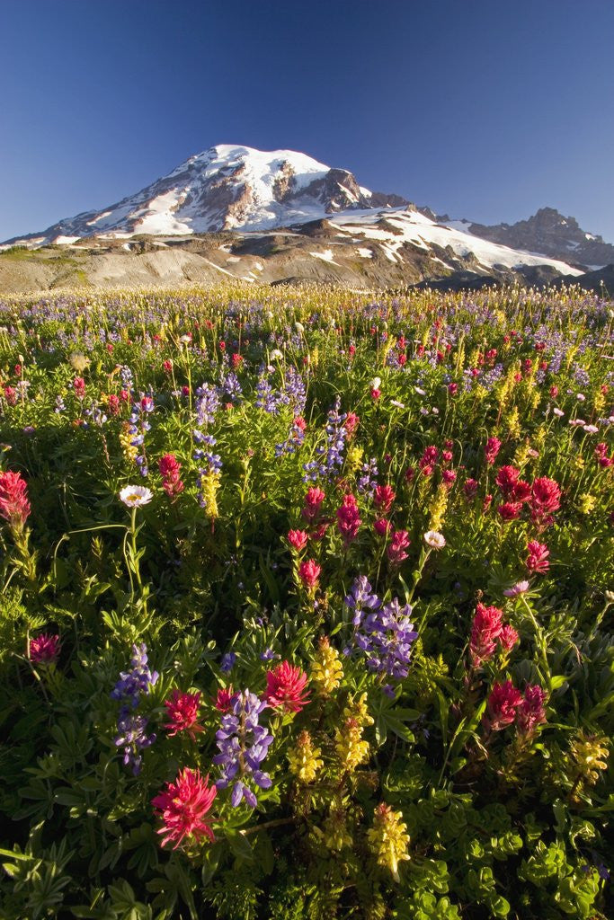Detail of Mount Rainier and Wildflowers by Anonymous