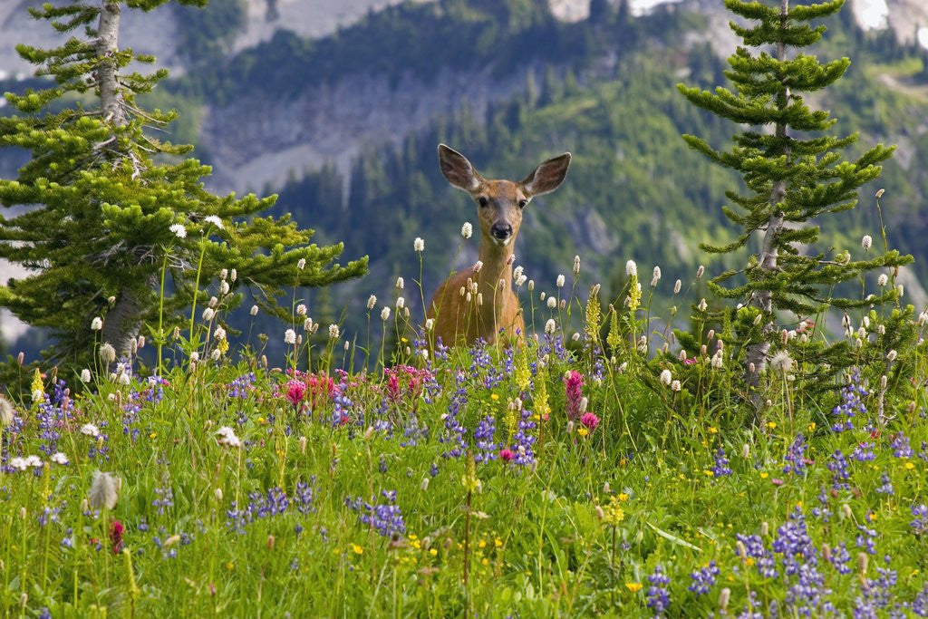Detail of Deer in Wildflowers by Corbis
