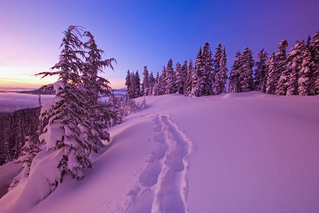 Detail of Snow-Covered Trees at Dawn by Anonymous