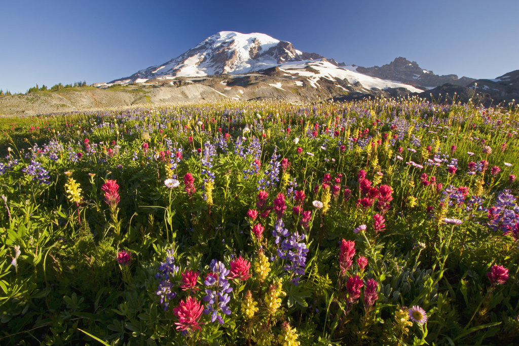 Detail of Mount Rainier and Wildflowers by Corbis