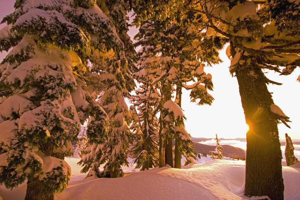Detail of Snow-Covered Trees at Sunrise by Anonymous