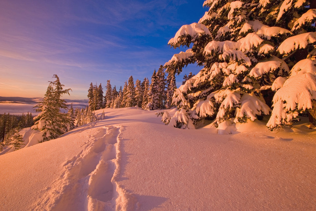 Detail of Snow-Covered Trees at Sunrise by Anonymous