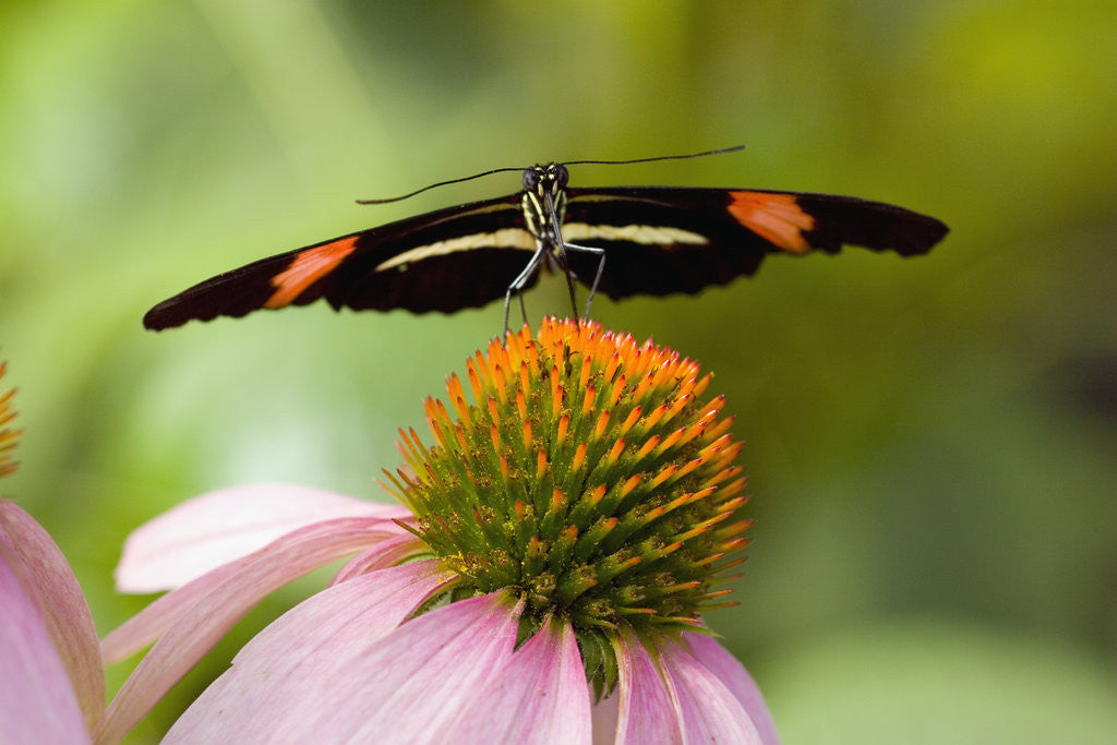 Detail of Small Postman Butterfly on Coneflower by Anonymous