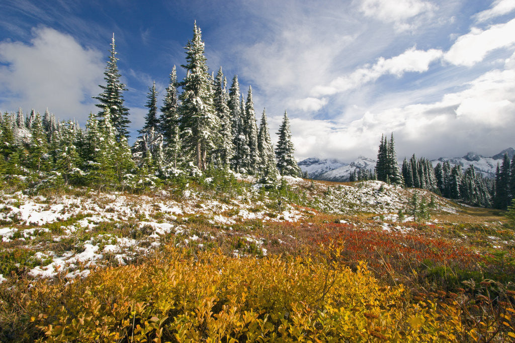 Detail of Autumn in the Cascades by Anonymous