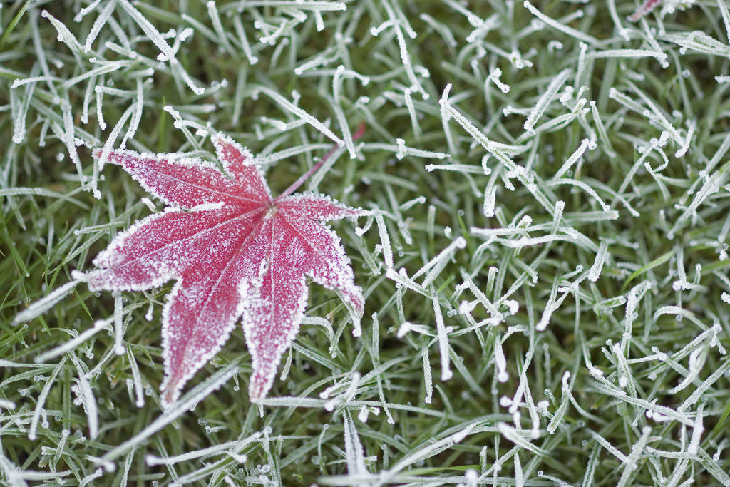 Detail of Frost on Leaf and Grass by Corbis