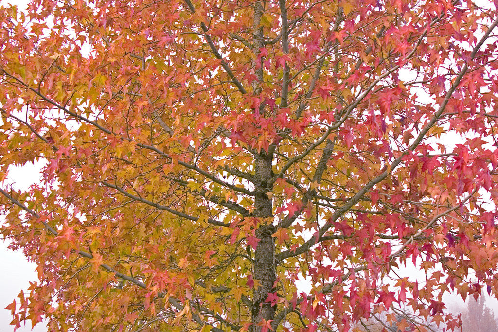 Detail of Maple in Autumn by Anonymous