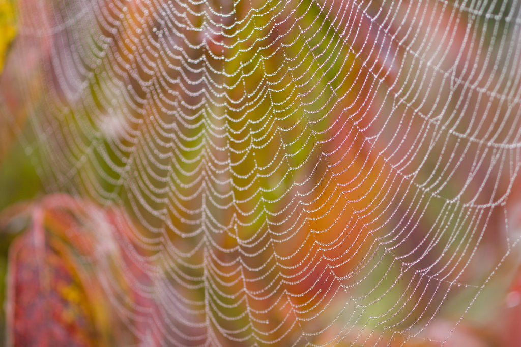 Detail of Dew on Spiderweb by Anonymous