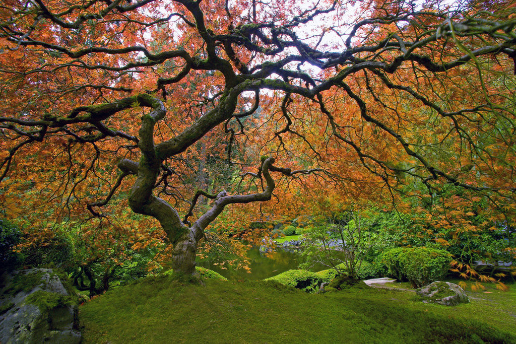 Detail of Japanese Maple in Fall by Corbis