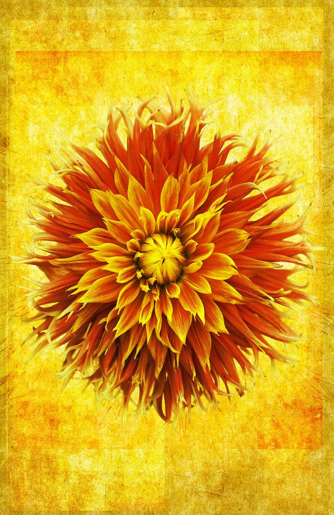 Detail of Dahlia by Doug Landreth