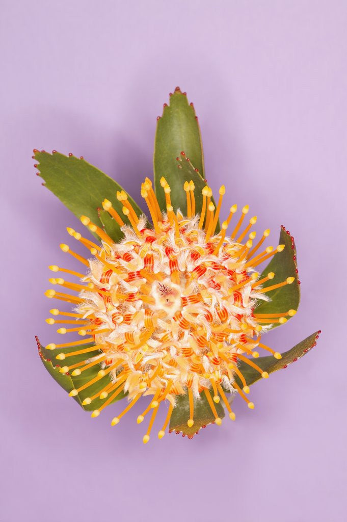 Detail of Protea Flower by Anonymous