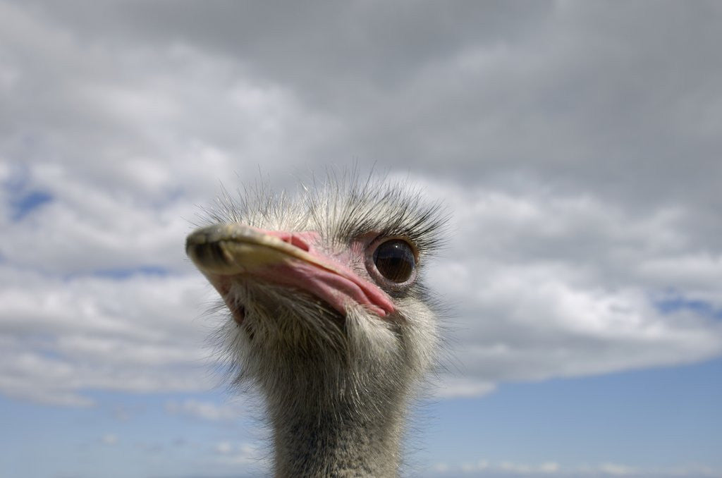 Detail of Ostrich Head by Anonymous
