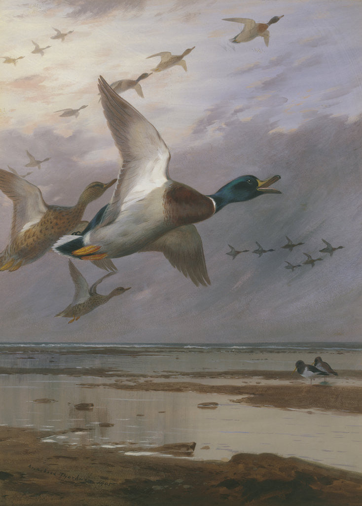 Detail of Duck Rising by Archibald Thorburn
