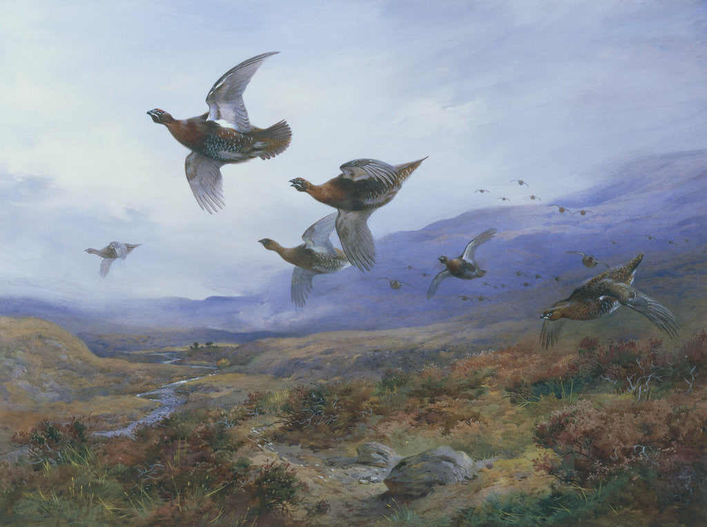 Detail of Grouse Taking Flight by Archibald Thorburn