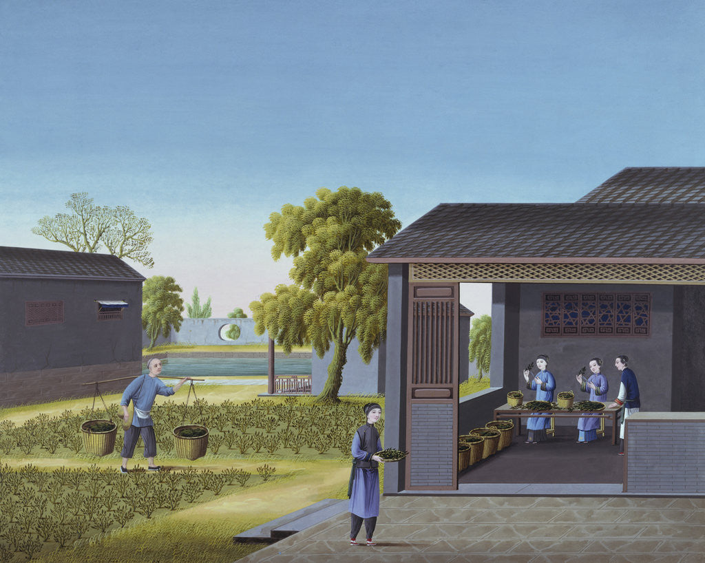Detail of Early 19th-Century Chinese Painting of Tea-Picking by Anonymous