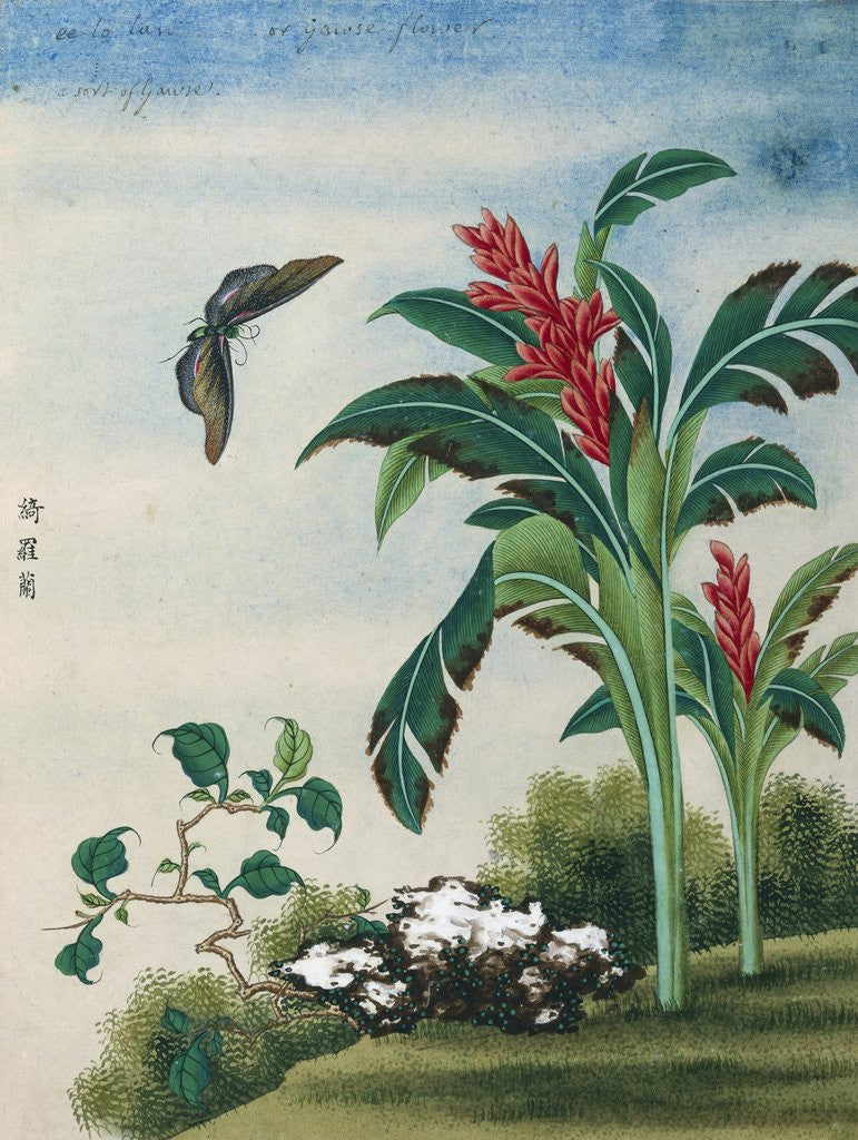 Detail of Chinese Watercolor of a Flowering Plant and a Butterfly by Corbis