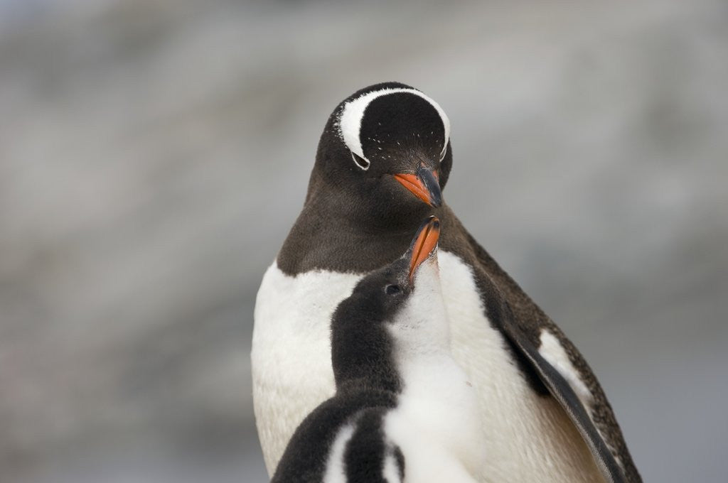 Detail of Gentoo Penguins by Anonymous
