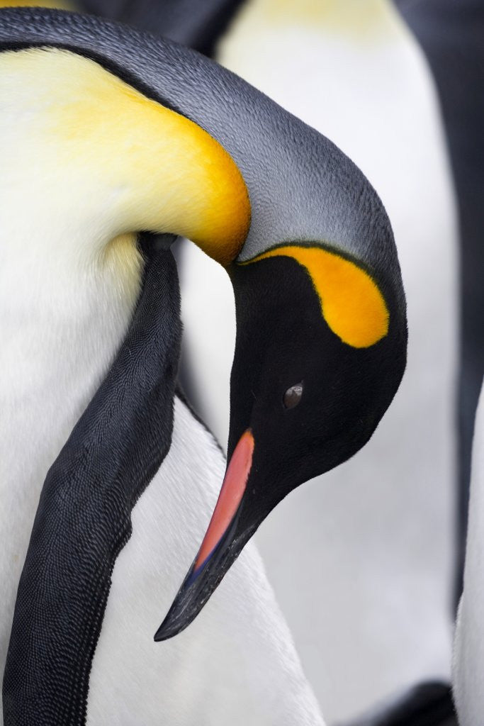 Detail of King Penguin by Anonymous