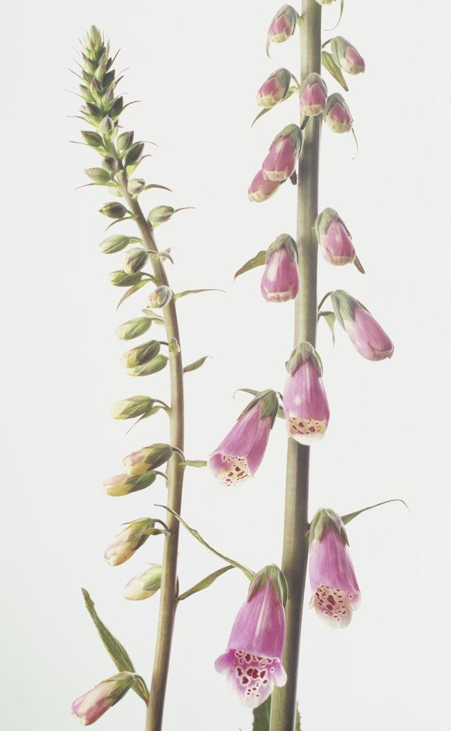 Detail of Lady's Glove by Anonymous