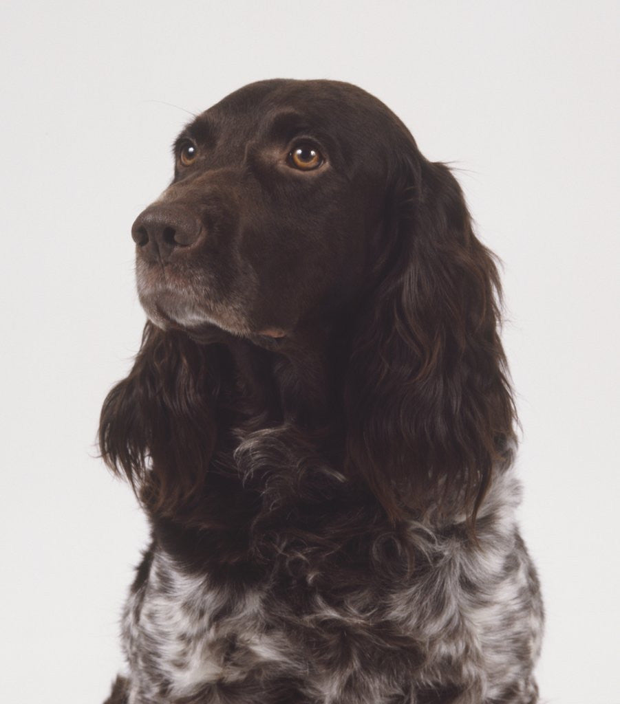 Detail of German Spaniel by Anonymous