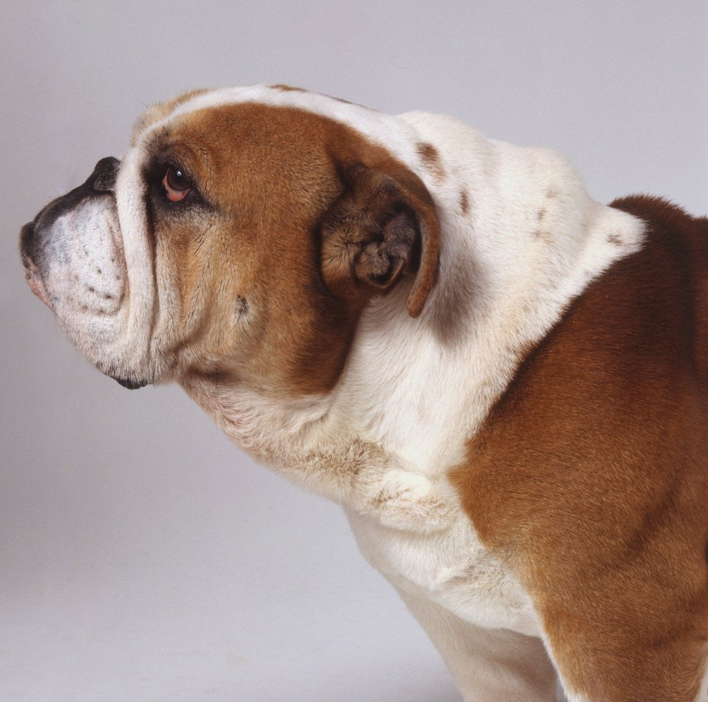 Detail of Bulldog by Anonymous