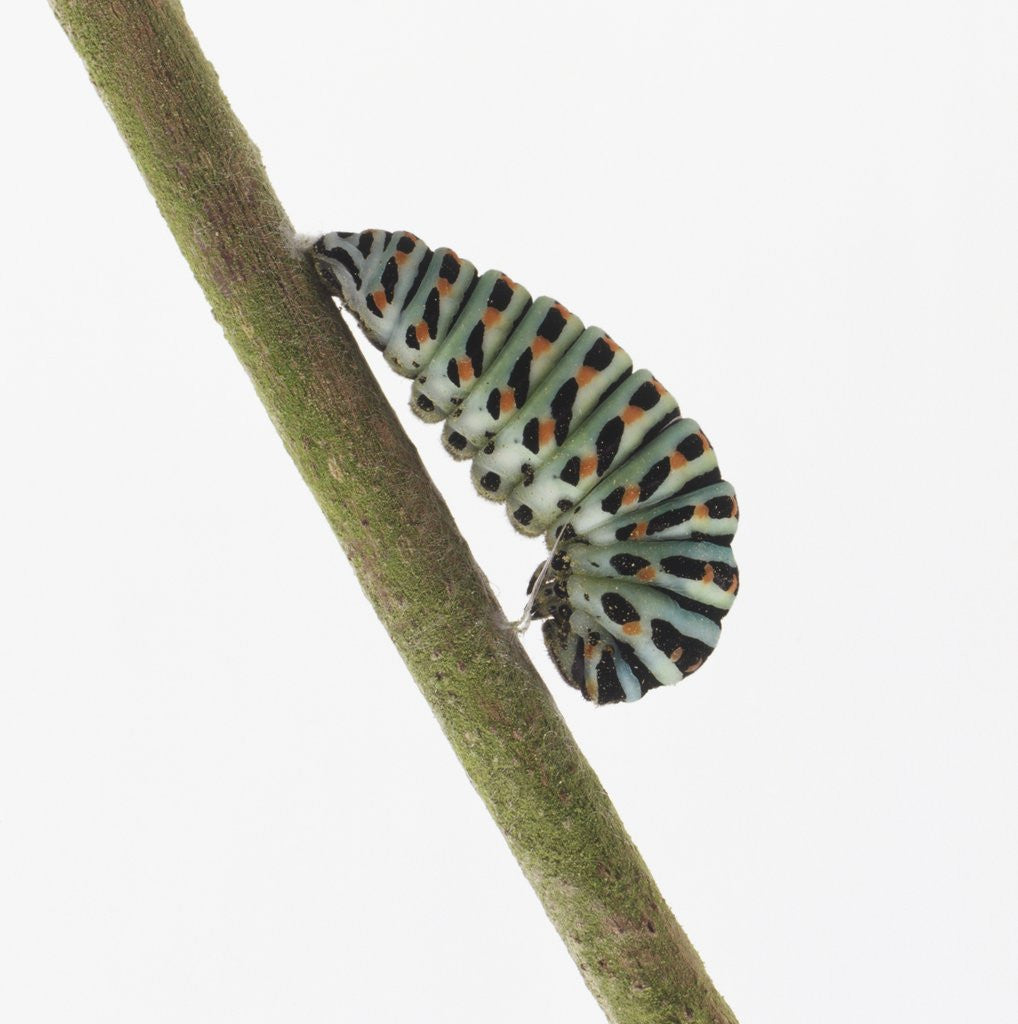 Detail of Caterpillar on Twig by Anonymous