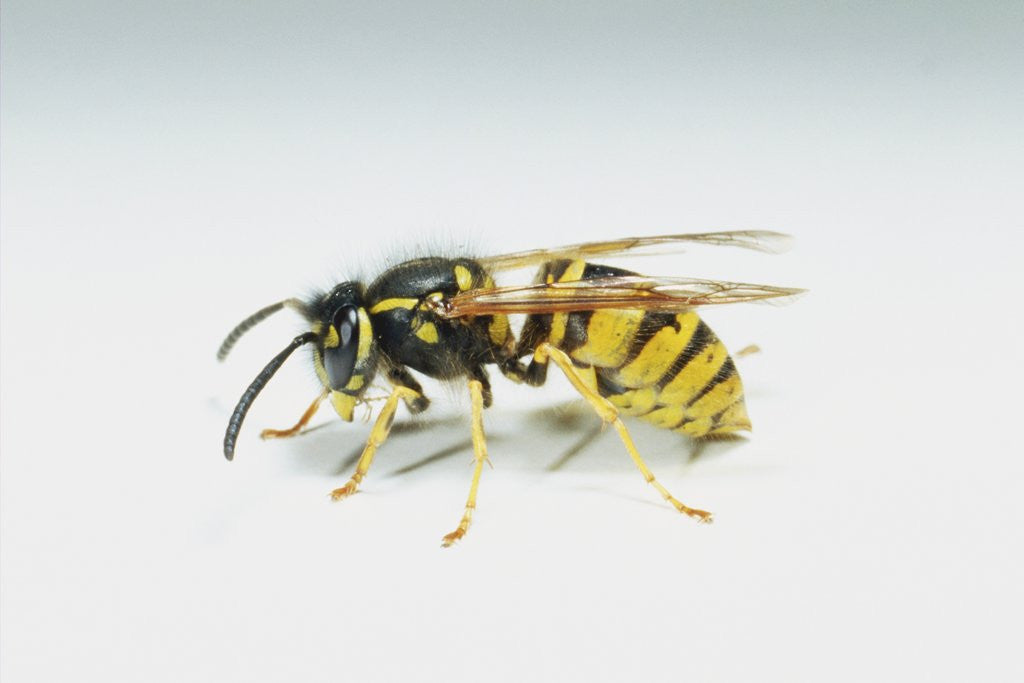 Detail of Wasp by Anonymous