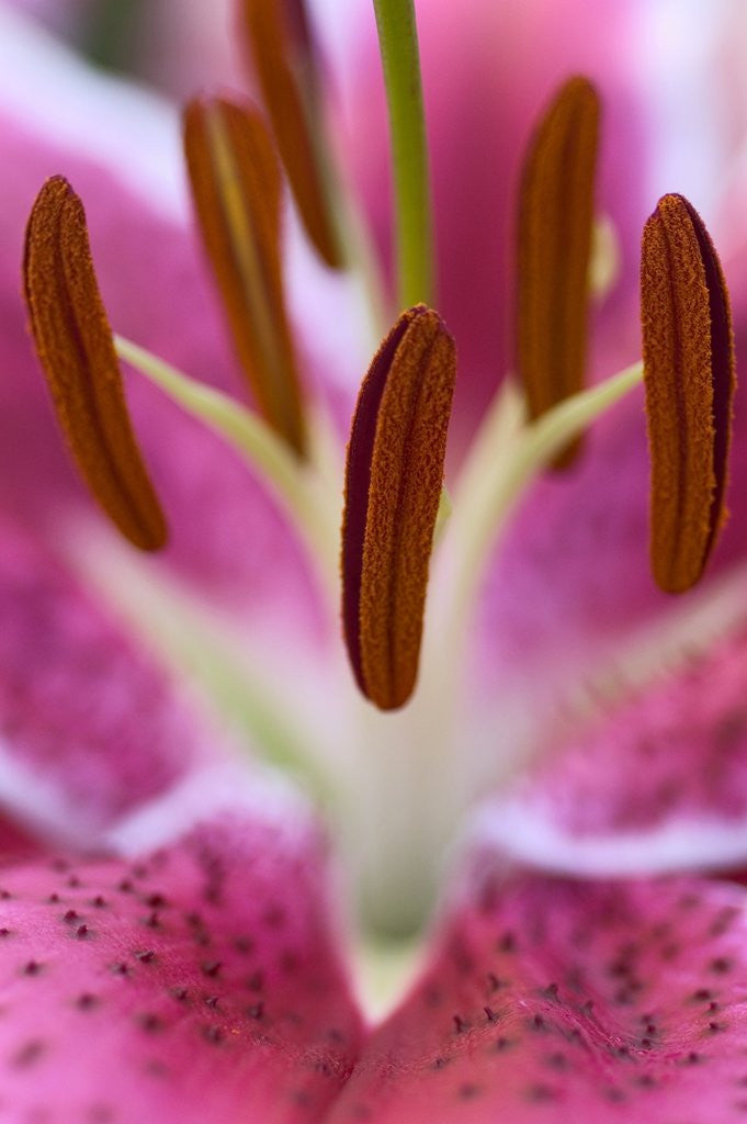 Detail of Close view of a pink Stargazer lily by Anonymous
