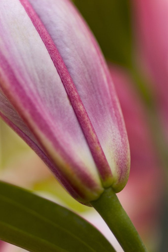Detail of Close view of a pink Stargazer lily by Corbis