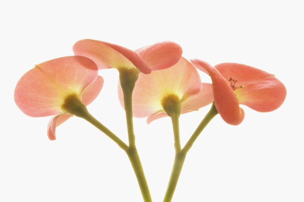 Detail of Flowers by Anonymous